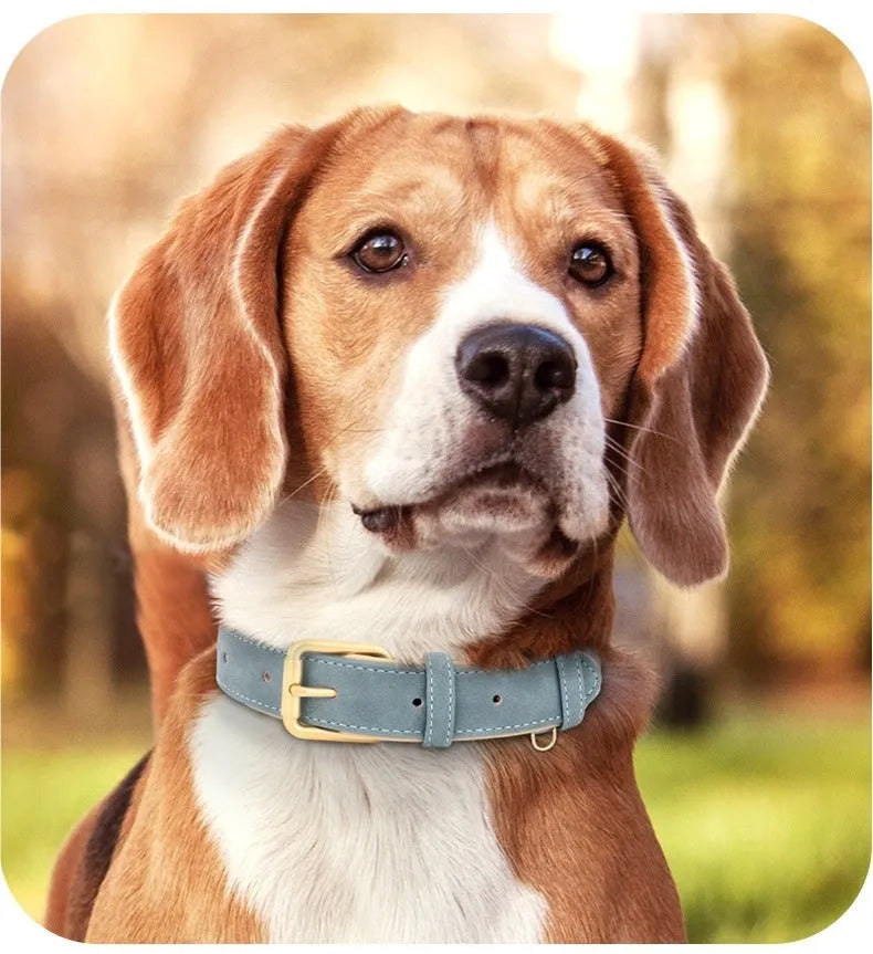A blue double-layer leather dog collar with a matching mohair traction rope on a grey background.