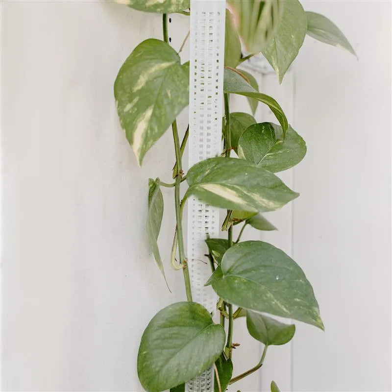 Water Moss Pillars For Climbing Vines And Green Plants White PP Plant Support Stakes 50x3cm Set of 1 or 2 Pcs Indoor Outdoor Reusable Climbing Plant Poles