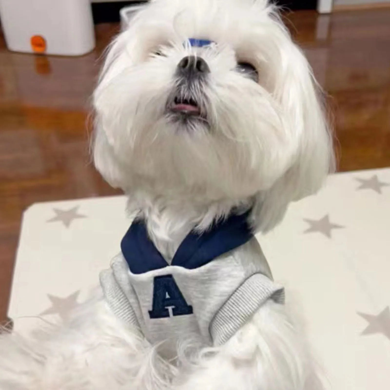 Blue and grey white slim-fit pet hoodie with reflective letters for dogs and cats