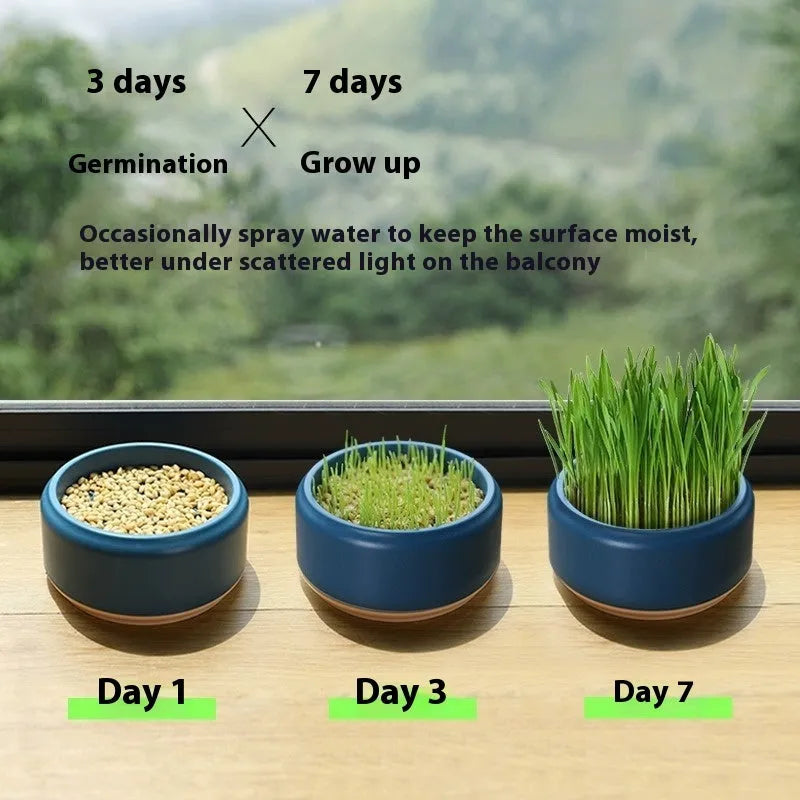 Blue, green, and yellow hydroponic cat grass pots with seeds for soilless indoor growing.