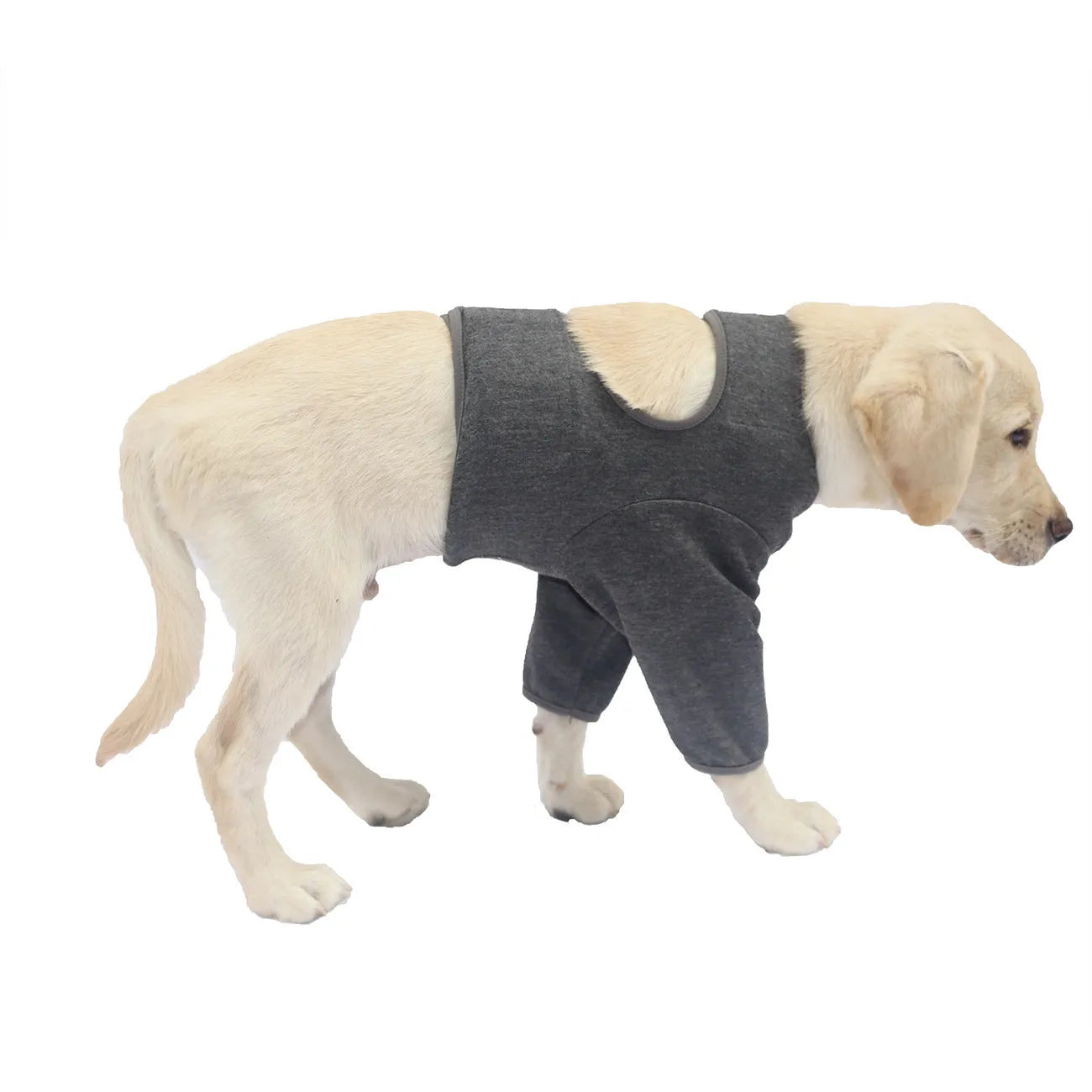 Pet front leg sleeve wrap in black on a dog's front leg, supporting healing and preventing licking