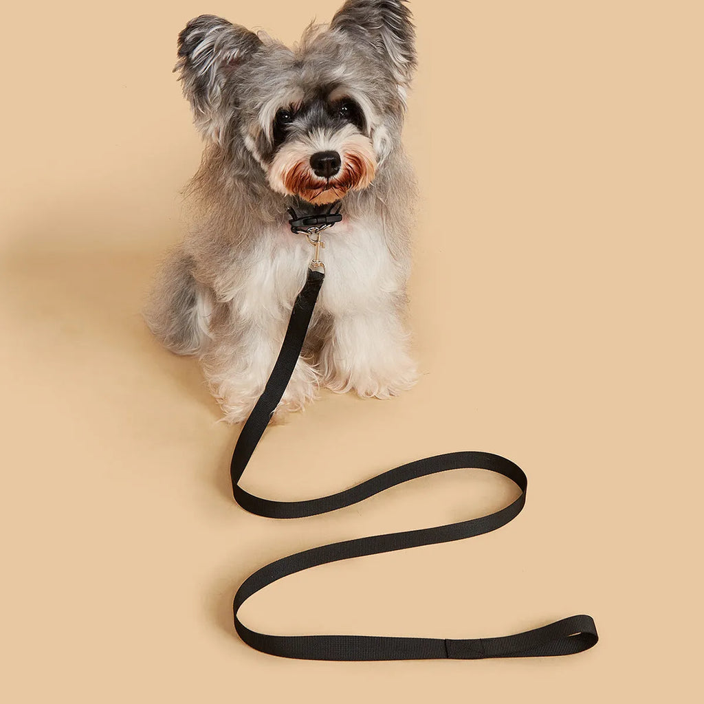 Nylon hand holding rope dog chain and collar set in multiple colours with 1.2 metre rope length