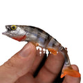 Fish T-tail soft fishing lure in realistic fish colour pattern for catfish and sea fishing