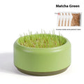 Blue, green, and yellow plastic hydroponic cups for growing soilless cat grass with seed packets.
