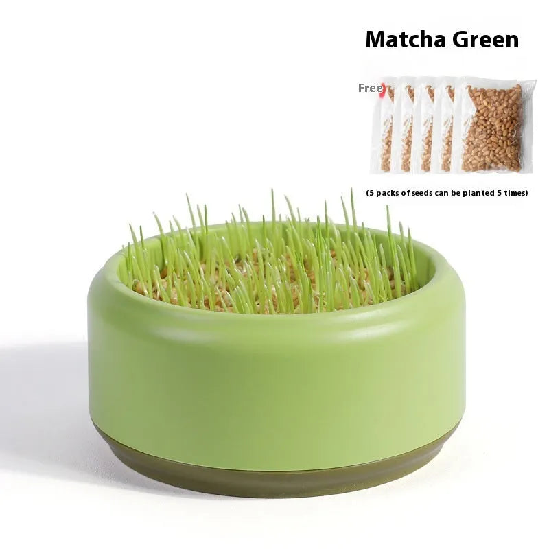 Blue, green, and yellow plastic hydroponic cups for growing soilless cat grass with seed packets.