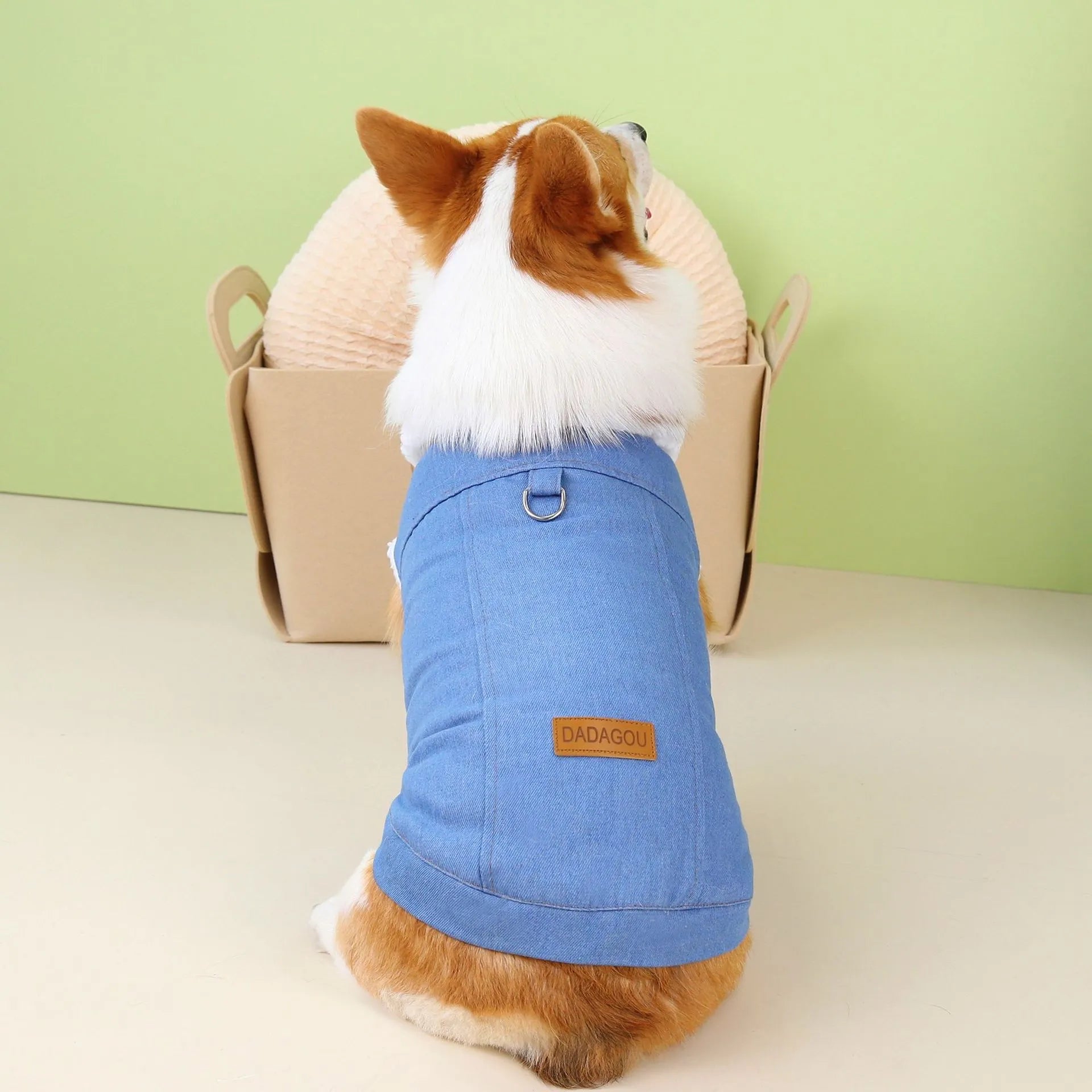 Corgi dog wearing dark blue denim cotton coat with button closure